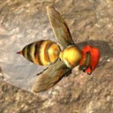 蜂巢模拟器3d图标