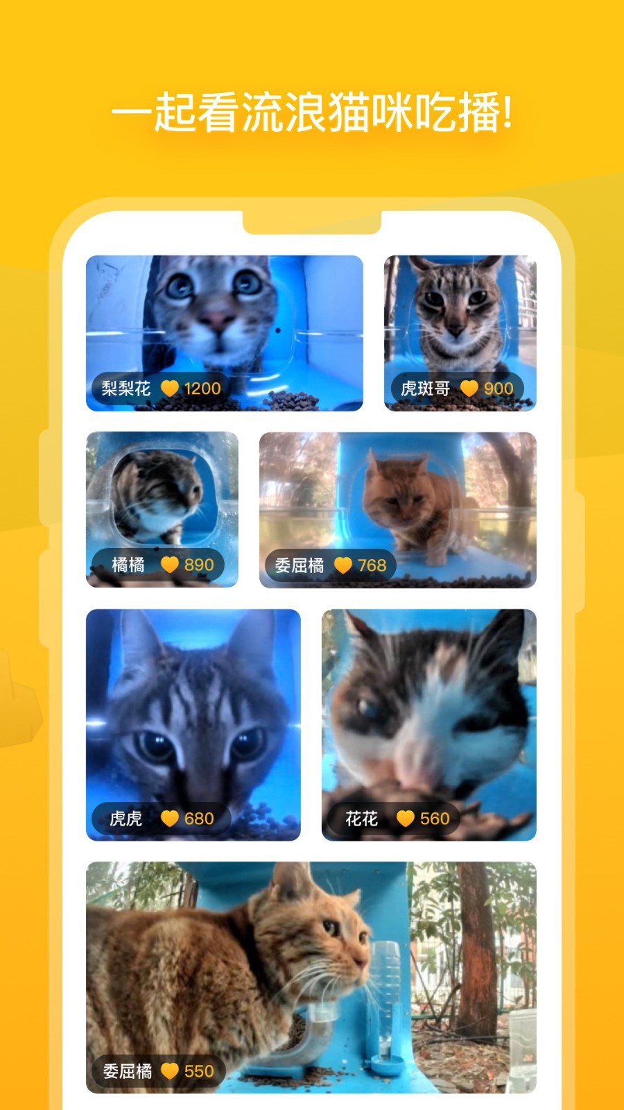 街猫app截图3